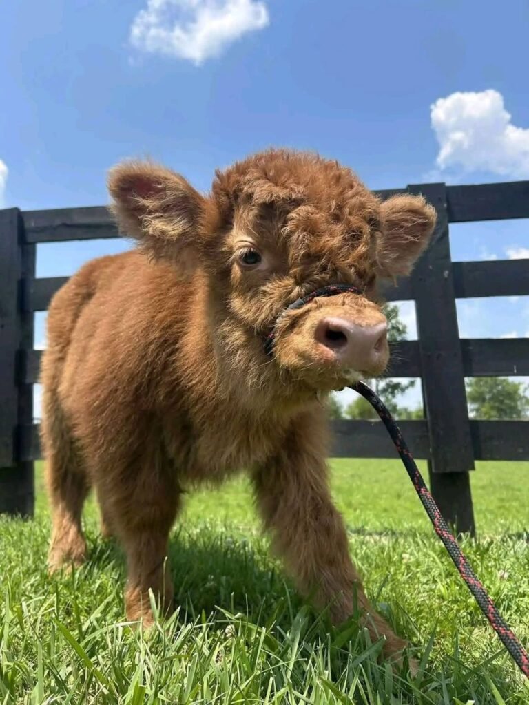 Mini Highland cow standing in a green pasture on a farm