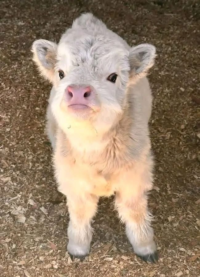 Mini Highland calf accustomed to regular handling