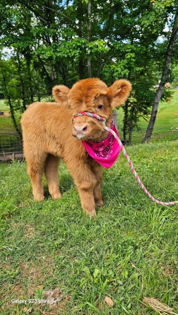 Mini Highland hiefer for sale at Willow Creek Mini Highlands