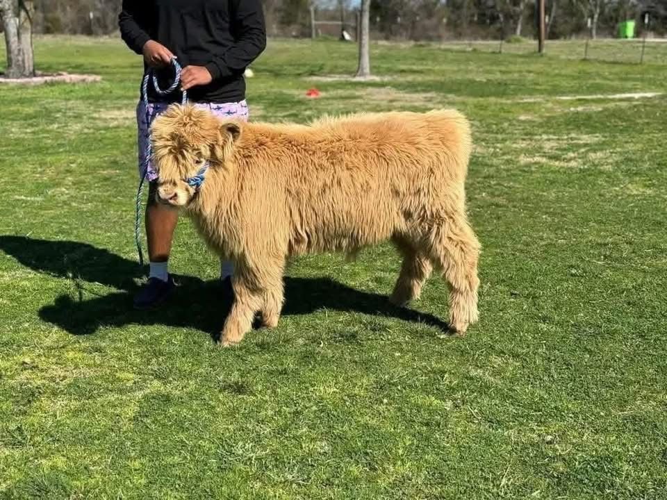 Mini Highland calf standing in a pasture