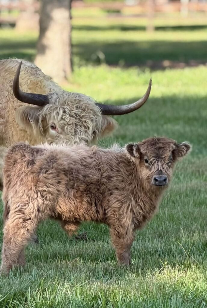 Mini Highland cattle grazing outdoors