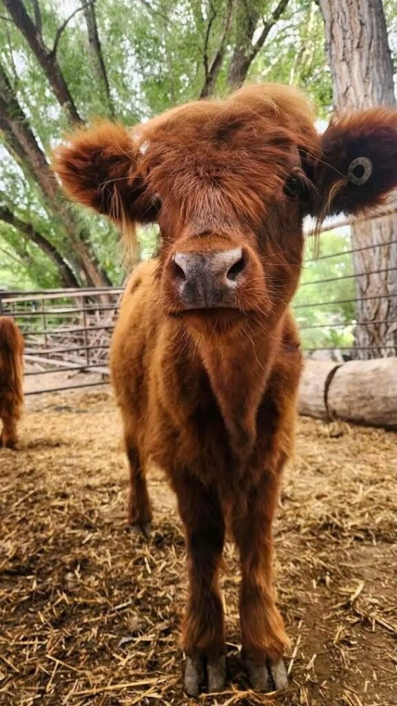 Mini Highland calf available for sale