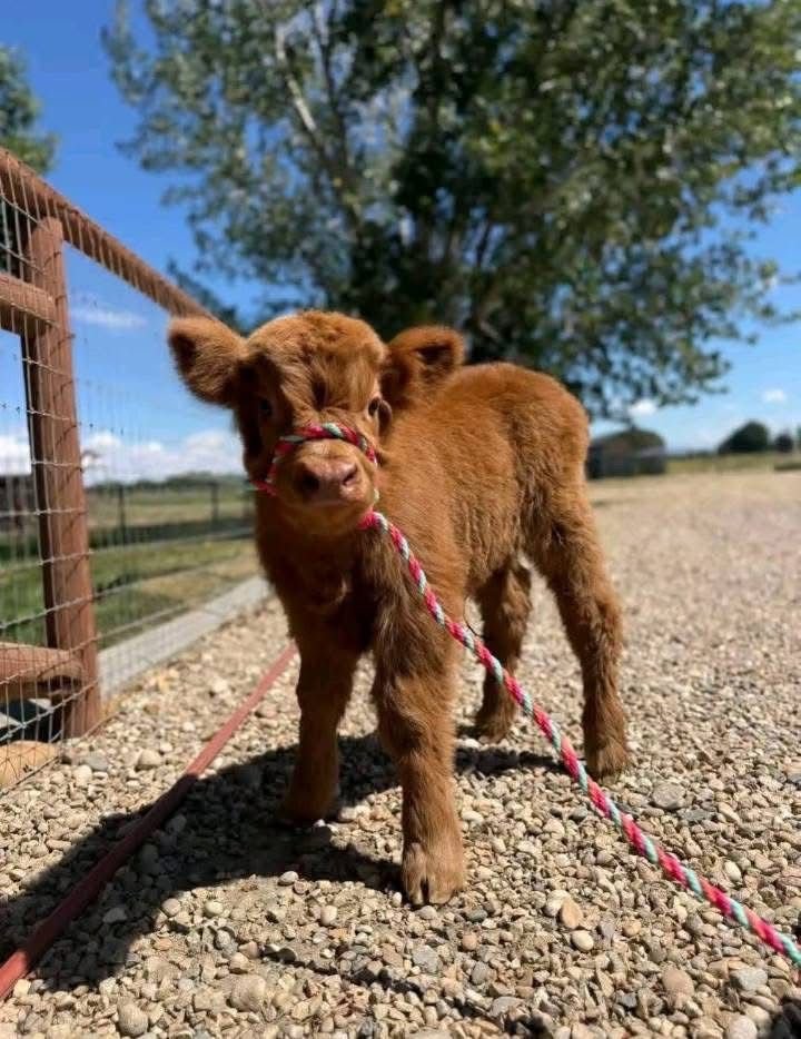 Friendly Mini Highland bull being handled
