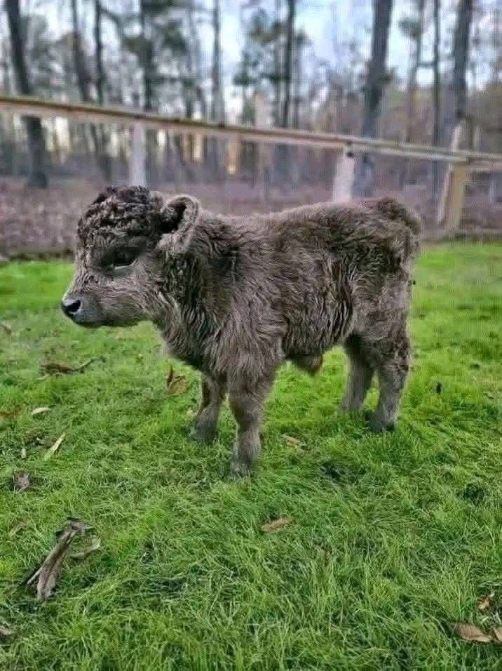 Mini Highland cattle on a farm