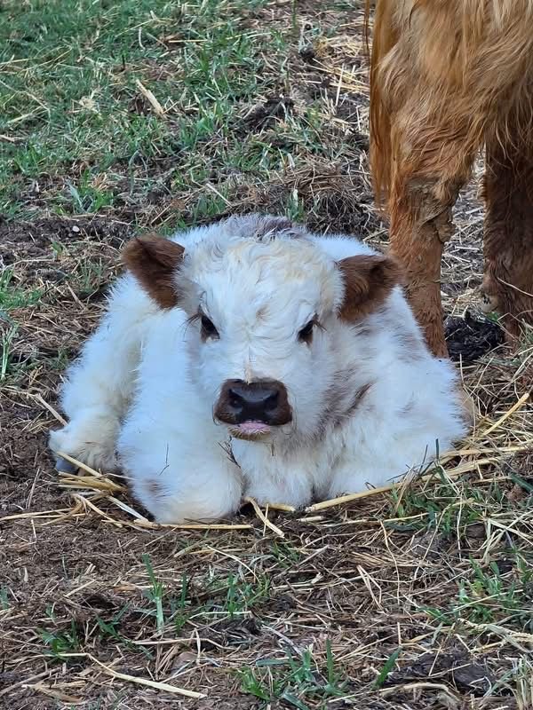 Healthy Mini Highland bull standing