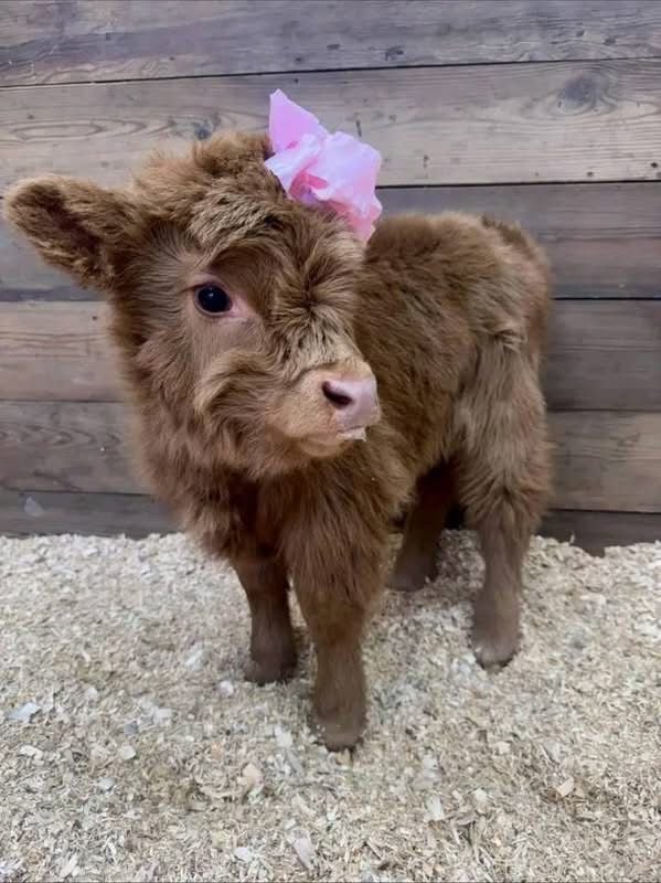 Mini Highland calf with its parent