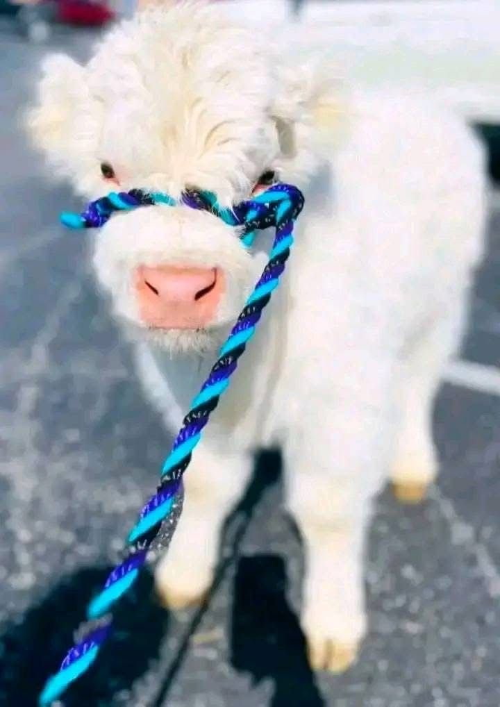 Mini Highland cattle showing different sizes