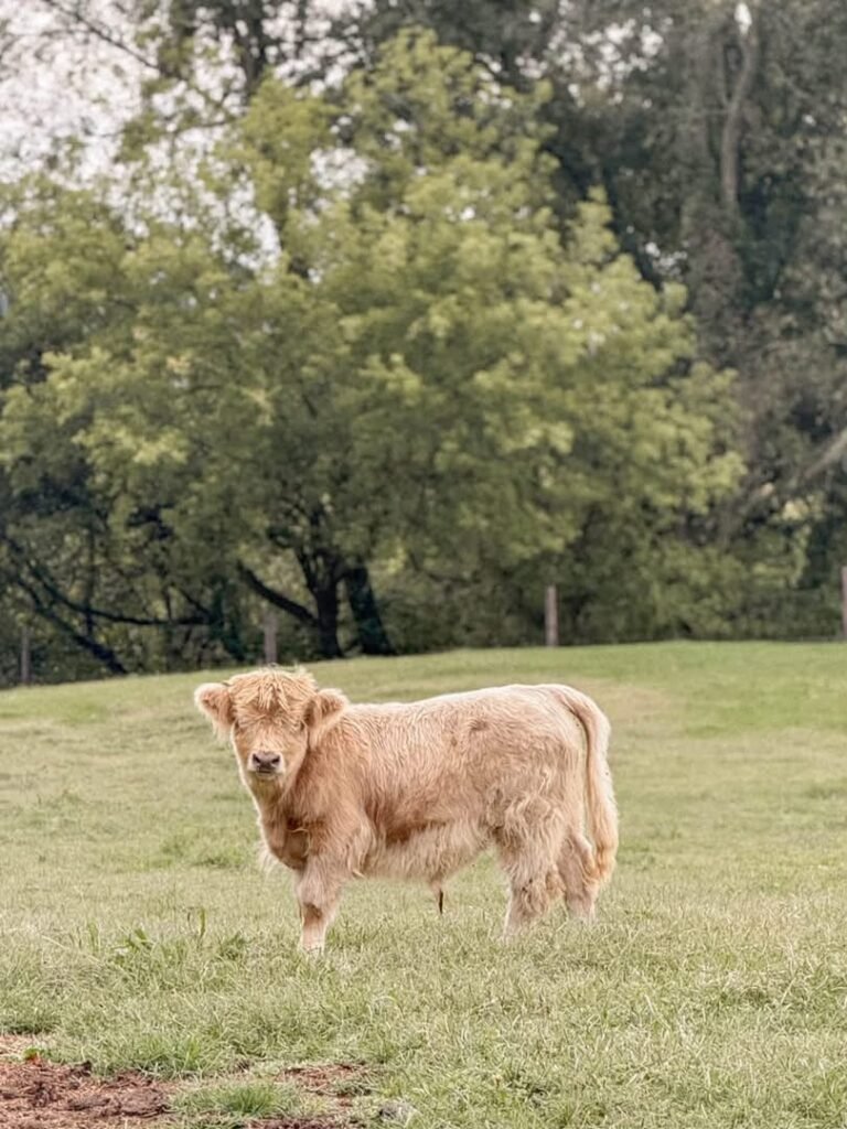   Highland cattle grazing peacefully in pasture