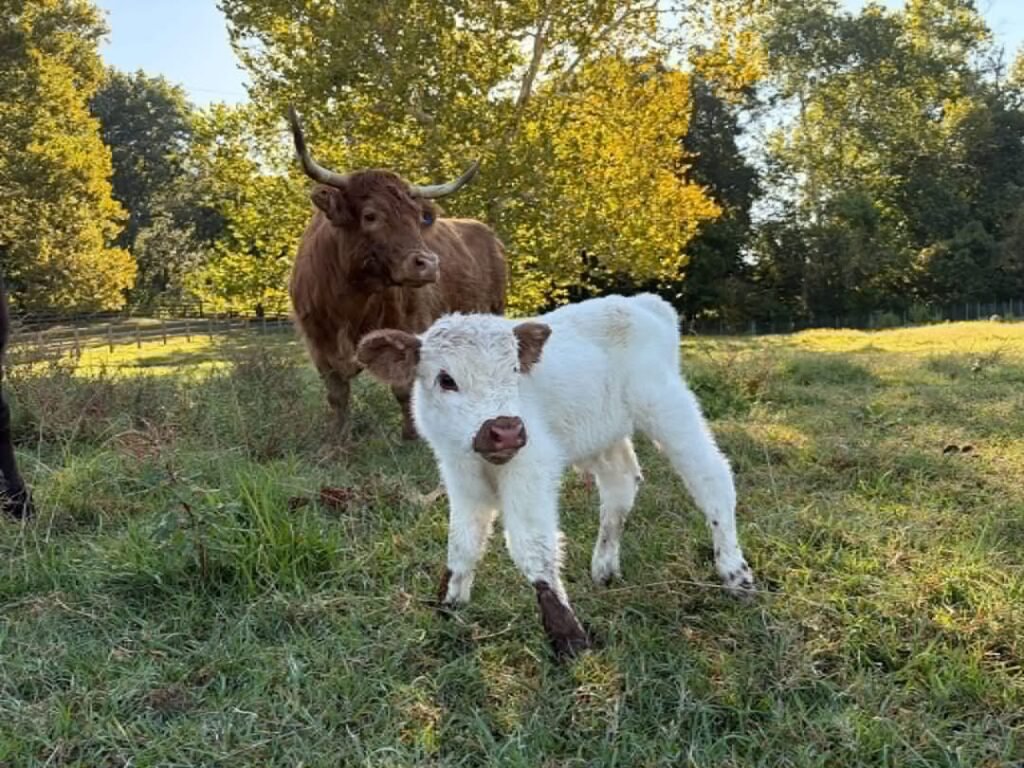 Cow being calmly handled by a farm owner