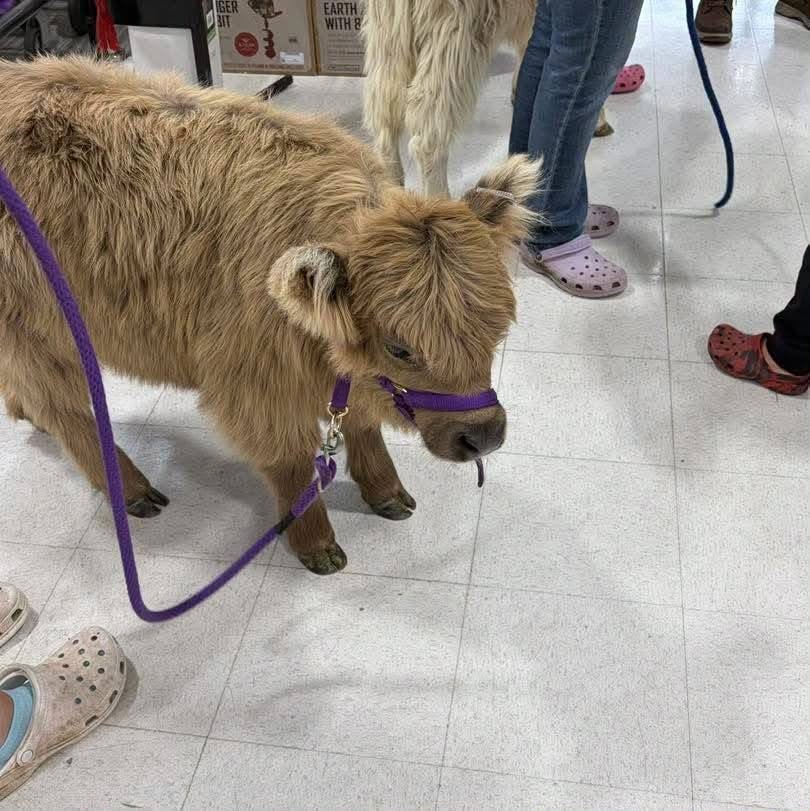 Mini Highland cattle at Willow Creek Mini Highlands