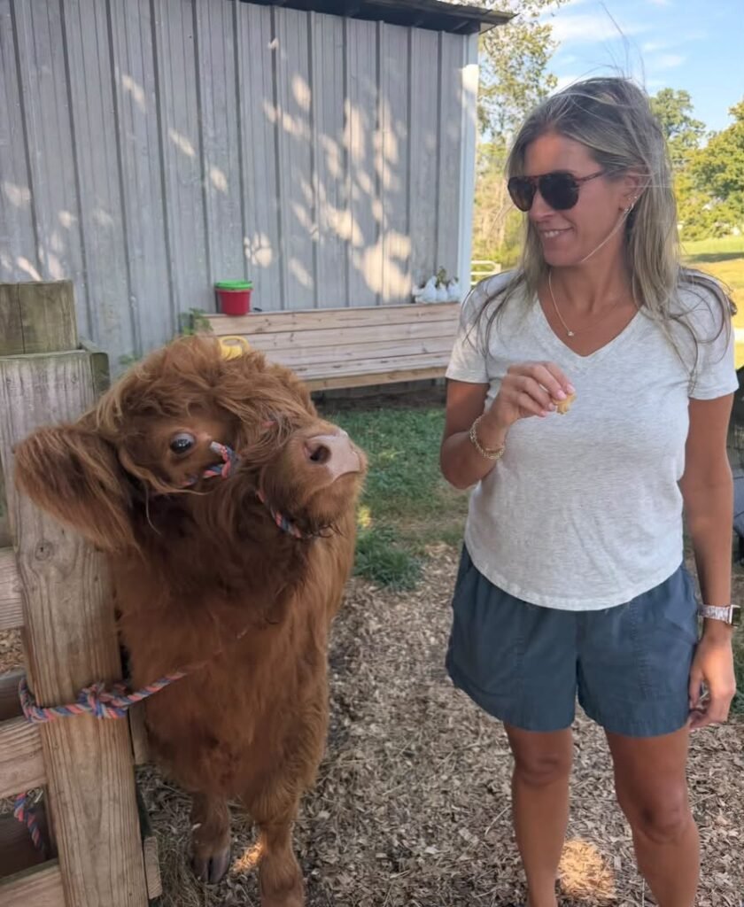 Mini Highland bull and heifer grazing together