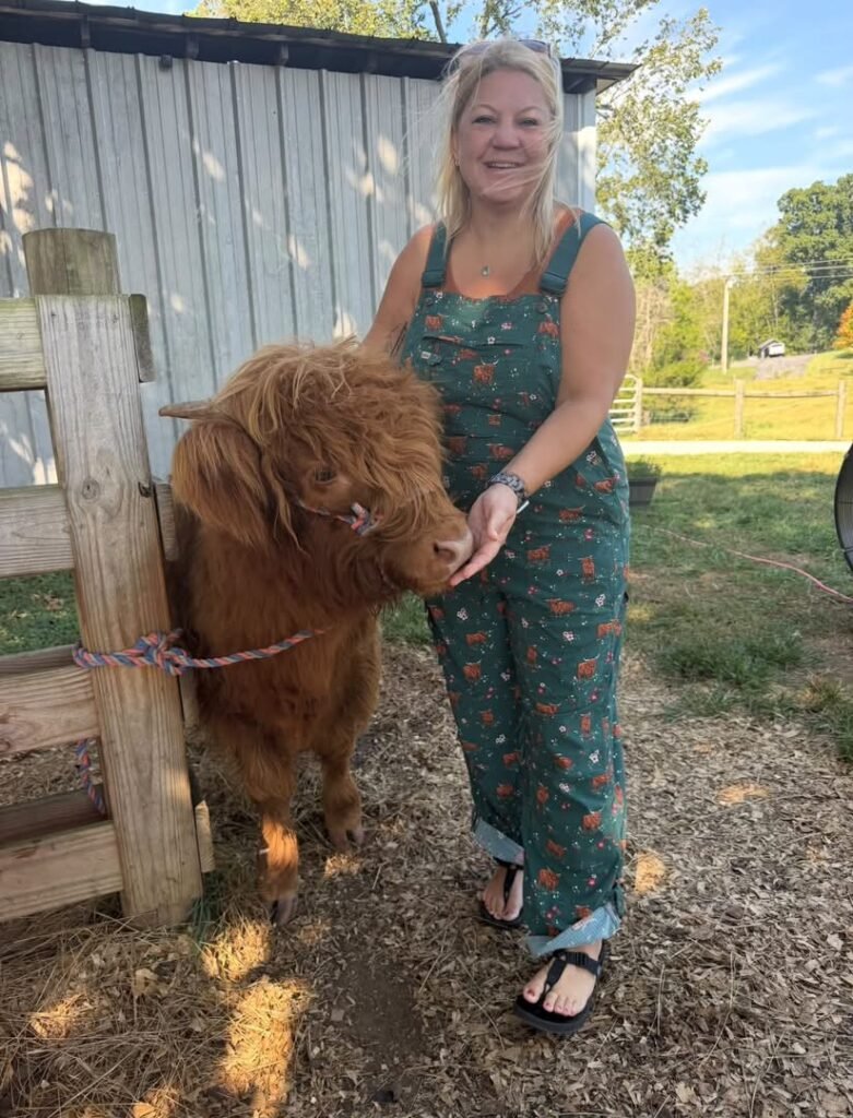 Mini Highland cow in a fenced farm pasture