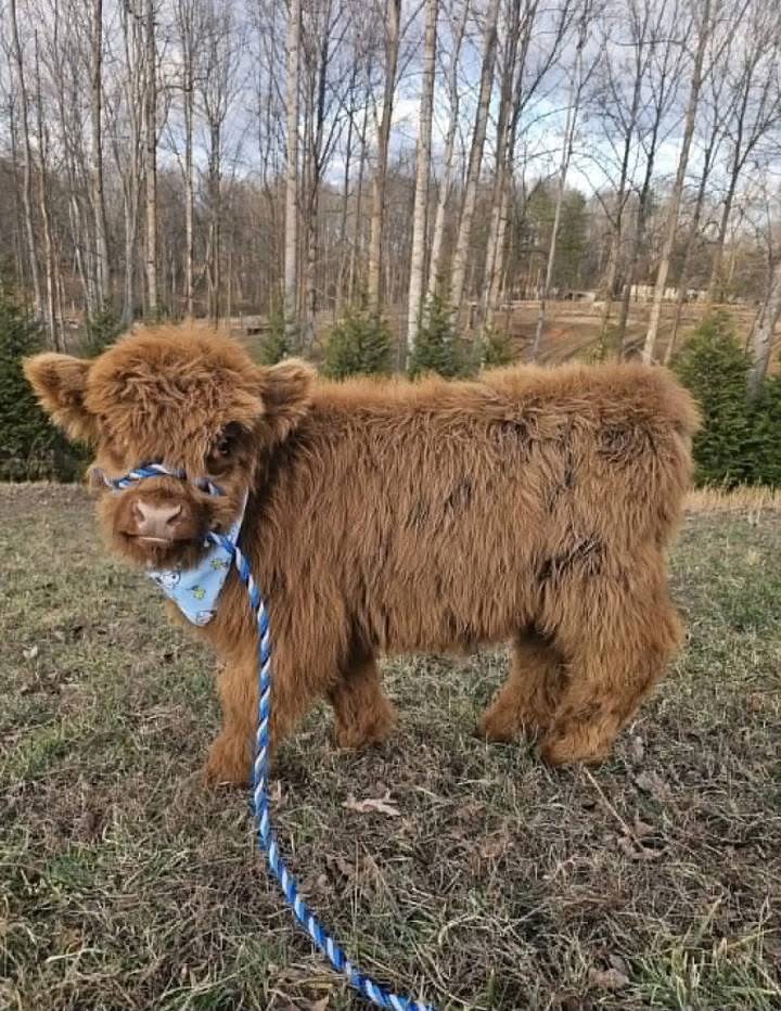 Highland cow calmly approaching a person on a farm