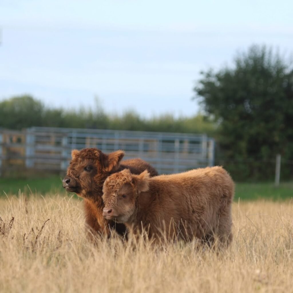 Family interacting with a gentle Mini Highland cow