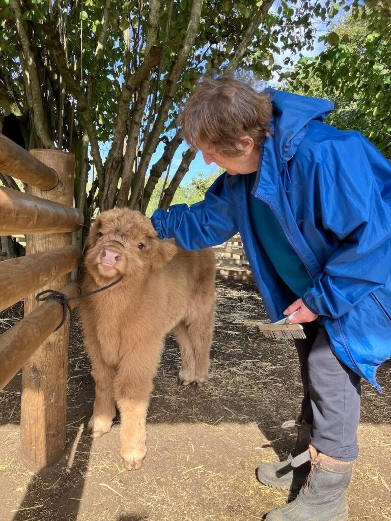  Young Mini Highland calf standing in pasture