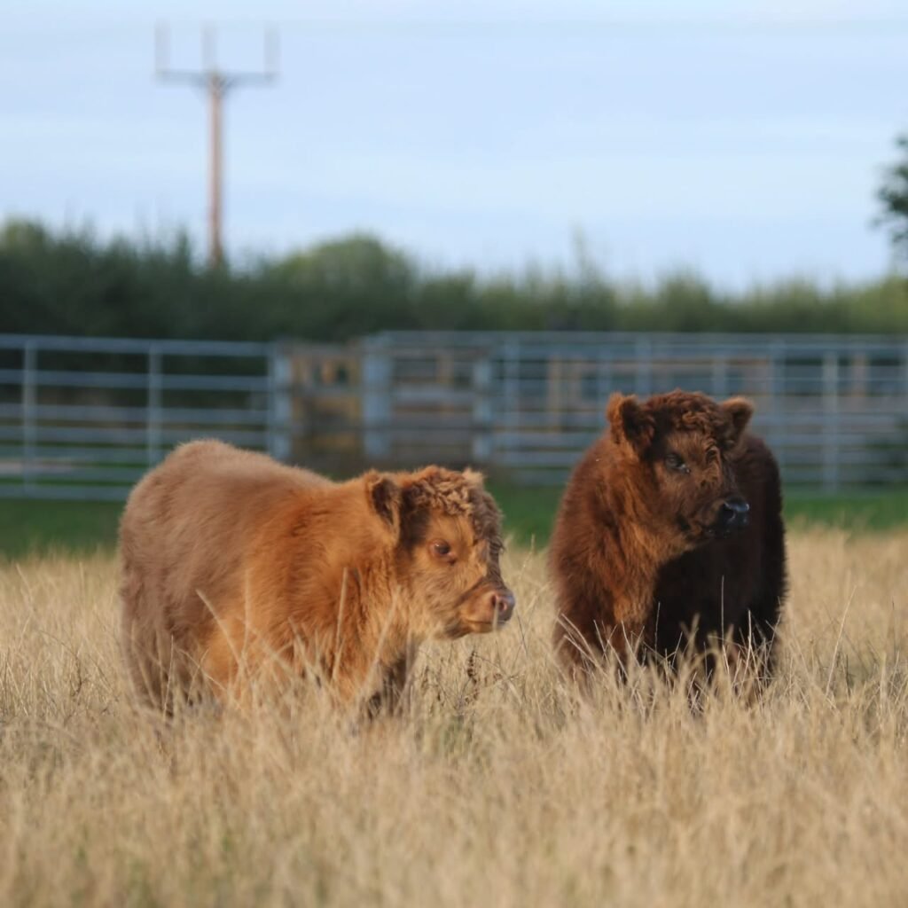  Family choosing a Mini Highland cow