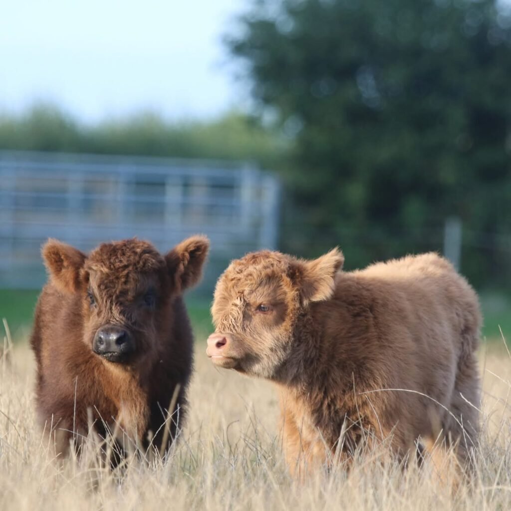 Mini Highland calf for sale